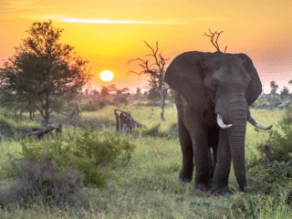 Wisata Afrika Selatan